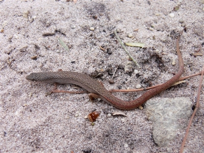 Saproscincus mustelinus (Weasel Skink) at Green Cape, NSW - 22 Dec 2008 by HarveyPerkins