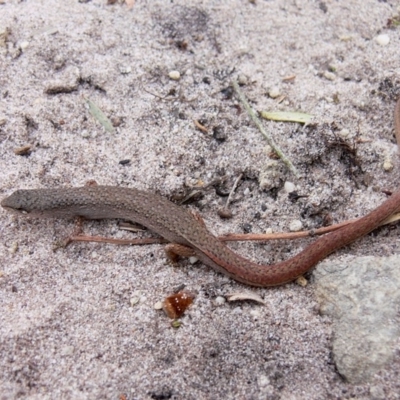 Saproscincus mustelinus (Weasel Skink) at Ben Boyd National Park - 22 Dec 2008 by HarveyPerkins