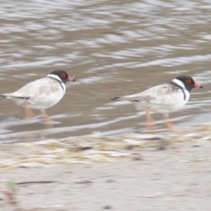 Charadrius rubricollis at suppressed - suppressed