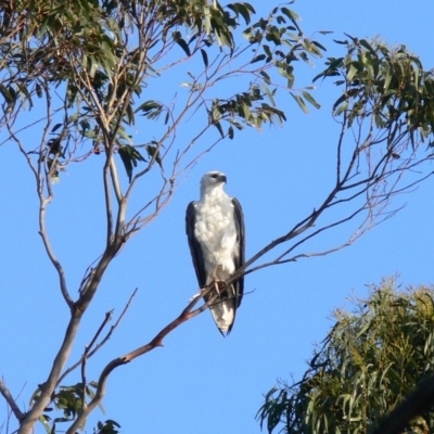 Haliaeetus leucogaster (White-bellied Sea-Eagle) at Green Cape, NSW - 22 Dec 2008 by HarveyPerkins