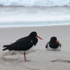 Haematopus longirostris (Australian Pied Oystercatcher) at Green Cape, NSW - 23 Dec 2008 by HarveyPerkins