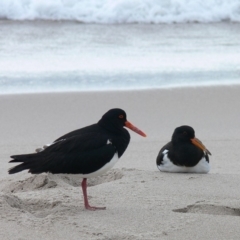 Haematopus longirostris (Australian Pied Oystercatcher) at Ben Boyd National Park - 22 Dec 2008 by HarveyPerkins