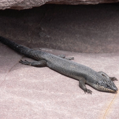 Egernia saxatilis intermedia (Black Rock Skink) at Ben Boyd National Park - 23 Dec 2008 by HarveyPerkins