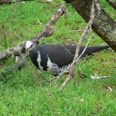 Leucosarcia melanoleuca (Wonga Pigeon) at Green Cape, NSW - 24 Dec 2008 by HarveyPerkins
