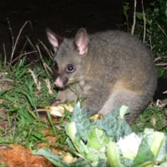 Trichosurus vulpecula (Common Brushtail Possum) at Ben Boyd National Park - 24 Dec 2008 by HarveyPerkins