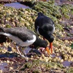 Haematopus longirostris (Australian Pied Oystercatcher) at Ben Boyd National Park - 24 Dec 2008 by HarveyPerkins