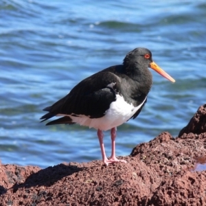 Haematopus longirostris at Green Cape, NSW - suppressed