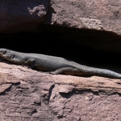 Egernia saxatilis intermedia (Black Rock Skink) at Ben Boyd National Park - 24 Dec 2008 by HarveyPerkins