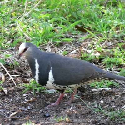 Leucosarcia melanoleuca (Wonga Pigeon) at Ben Boyd National Park - 25 Dec 2008 by HarveyPerkins