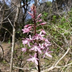 Dipodium punctatum (Blotched Hyacinth Orchid) at Green Cape, NSW - 25 Dec 2008 by HarveyPerkins