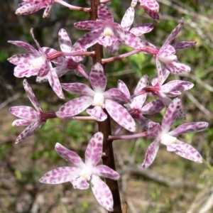 Dipodium punctatum at Green Cape, NSW - 25 Dec 2008