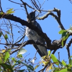 Coracina papuensis (White-bellied Cuckooshrike) at Ben Boyd National Park - 26 Dec 2008 by HarveyPerkins