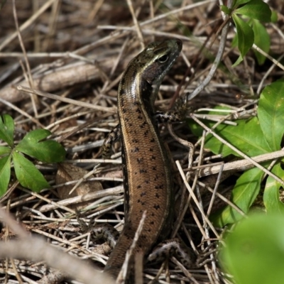 Eulamprus quoyii (Eastern Water Skink) at Beecroft Peninsula, NSW - 23 Apr 2011 by HarveyPerkins