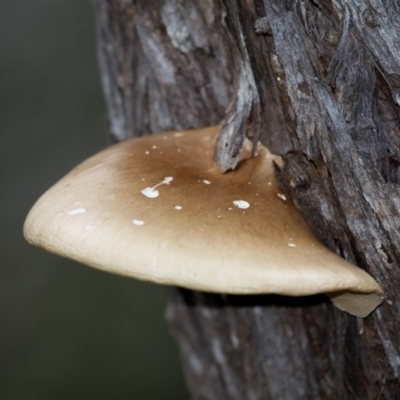 Crepidotus sp. (Crepidotus) at Currarong - Abrahams Bosom Beach - 23 Apr 2011 by HarveyPerkins