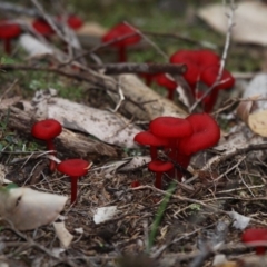 Agarics gilled fungi at Beecroft Peninsula, NSW - 23 Apr 2011 by HarveyPerkins