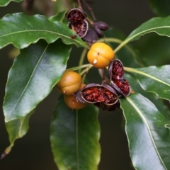 Pittosporum undulatum (Sweet Pittosporum) at Currarong, NSW - 23 Apr 2011 by HarveyPerkins