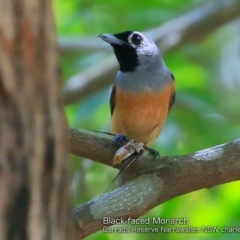 Monarcha melanopsis (Black-faced Monarch) at Narrawallee Foreshore and Reserves Bushcare Group - 5 Feb 2018 by Charles Dove