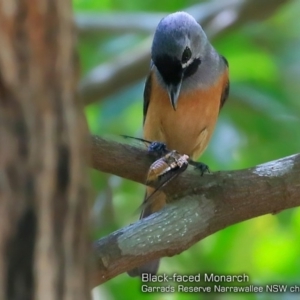 Monarcha melanopsis at Garrads Reserve Narrawallee - 6 Feb 2018