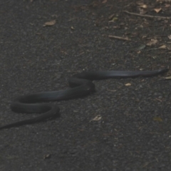 Pseudechis porphyriacus (Red-bellied Black Snake) at Currarong - Abrahams Bosom Beach - 23 Apr 2011 by HarveyPerkins