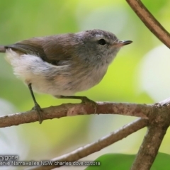 Gerygone mouki (Brown Gerygone) at Narrawallee Foreshore and Reserves Bushcare Group - 5 Feb 2018 by Charles Dove