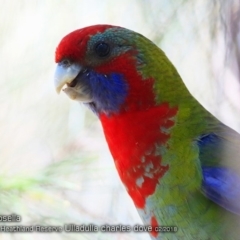 Platycercus elegans (Crimson Rosella) at South Pacific Heathland Reserve - 7 Feb 2018 by CharlesDove