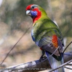 Platycercus elegans at South Pacific Heathland Reserve - 7 Feb 2018 12:00 AM