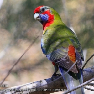 Platycercus elegans at South Pacific Heathland Reserve - 7 Feb 2018