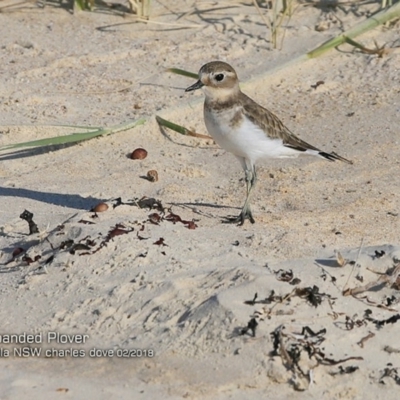 Anarhynchus bicinctus (Double-banded Plover) at Conjola Bushcare - 11 Feb 2018 by Charles Dove
