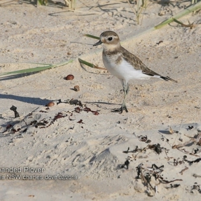 Anarhynchus bicinctus (Double-banded Plover) at Conjola Bushcare - 12 Feb 2018 by CharlesDove