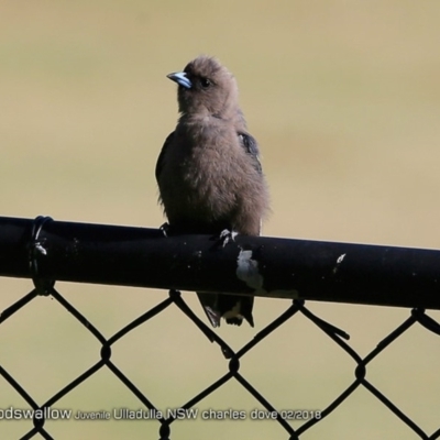 Artamus cyanopterus cyanopterus (Dusky Woodswallow) at Undefined - 3 Feb 2018 by Charles Dove