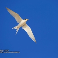 Sternula nereis (Fairy Tern) at Undefined - 10 Feb 2018 by Charles Dove