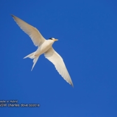 Sternula nereis (Fairy Tern) at Undefined - 11 Feb 2018 by CharlesDove