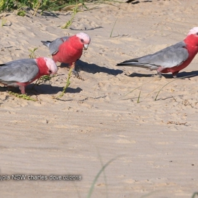 Eolophus roseicapilla (Galah) at Conjola Bushcare - 10 Feb 2018 by Charles Dove