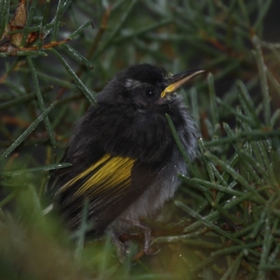 Phylidonyris novaehollandiae (New Holland Honeyeater) at Currarong, NSW - 23 Apr 2011 by HarveyPerkins