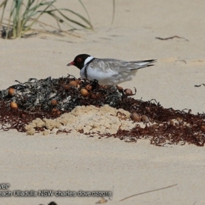 Charadrius rubricollis at suppressed - suppressed