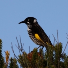 Phylidonyris novaehollandiae (New Holland Honeyeater) at Currarong, NSW - 23 Apr 2011 by HarveyPerkins