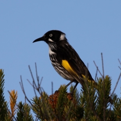 Phylidonyris novaehollandiae (New Holland Honeyeater) at Currarong, NSW - 23 Apr 2011 by HarveyPerkins