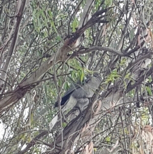 Strepera versicolor at Cooleman, NSW - 12 May 2018