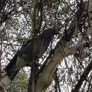 Strepera versicolor at Cooleman, NSW - 12 May 2018