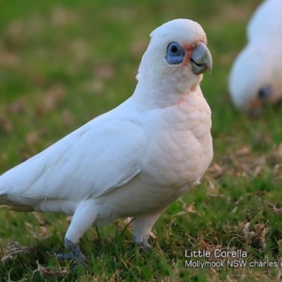 Cacatua sanguinea (Little Corella) at Undefined - 12 Feb 2018 by Charles Dove