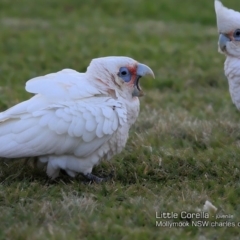 Cacatua sanguinea at undefined - 12 Feb 2018 12:00 AM