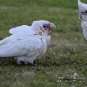 Cacatua sanguinea at undefined - 12 Feb 2018 12:00 AM