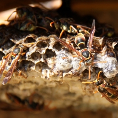 Polistes (Polistella) humilis (Common Paper Wasp) at Currarong, NSW - 24 Apr 2011 by HarveyPerkins