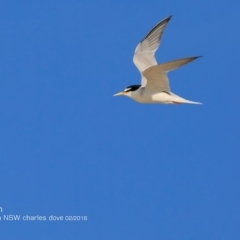 Sternula albifrons (Little Tern) at Undefined - 10 Feb 2018 by Charles Dove