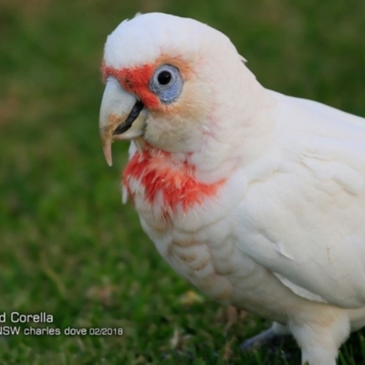 Cacatua tenuirostris (Long-billed Corella) at Undefined - 14 Feb 2018 by CharlesDove