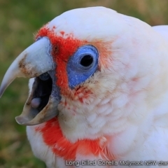 Cacatua tenuirostris at undefined - 14 Feb 2018 12:00 AM