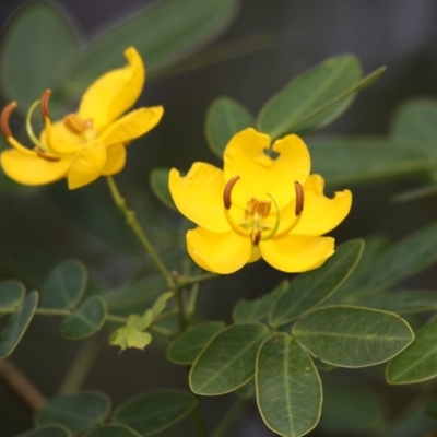 Senna pendula var. glabrata (Easter Cassia) at Currarong - Abrahams Bosom Beach - 24 Apr 2011 by HarveyPerkins