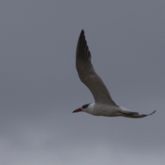 Hydroprogne caspia (Caspian Tern) at Jervis Bay National Park - 25 Apr 2011 by HarveyPerkins