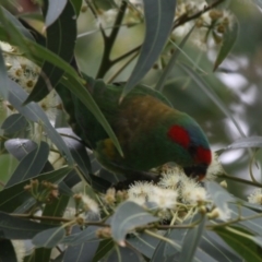 Glossopsitta concinna (Musk Lorikeet) at Culburra Beach, NSW - 25 Apr 2011 by HarveyPerkins