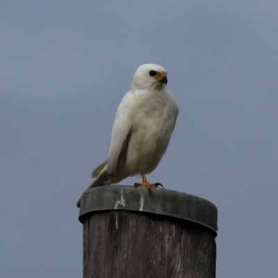 Tachyspiza novaehollandiae (Grey Goshawk) at Mayfield, NSW - 25 Apr 2011 by HarveyPerkins